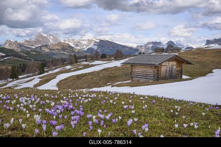 Crocus meadow in front of alpine hut, Alpe di Siusi, Seceda, Dolomites, South Tyrol-stock-foto