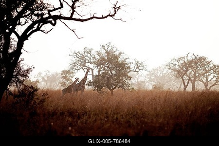 Kordofan Giraffes (Giraffa camelopardalis antiquorum) standing amidst Acacias or Thorntrees (Acacia) and Elephant Grass or Napier Grass (Pennisetum purpureum), at dawn, Waza National Park, Waza, Far North, Cameroon-stock-foto
