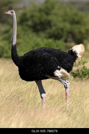 Somali Ostrich (Struthio camelus molybdophanes), Samburu National Reserve, Kenya, East Africa, Africa-stock-foto