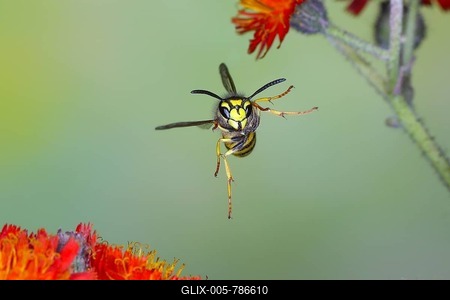 Common wasp (Vespula vulgaris), wasp in flight, over flowers of orange hawkweed (Hieracium aurantiacum), highspeed nature photo, flight photo, wildlife, insects, wasps, Siegerland, North Rhine-Westphalia, Germany-stock-foto