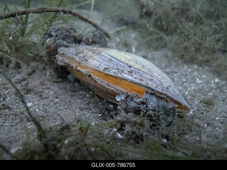 Swan mussel (Anodonta cygnea), Lake Carwitzer See near Thomsdorff, Brandenburg, Germany, Europe-stock-foto