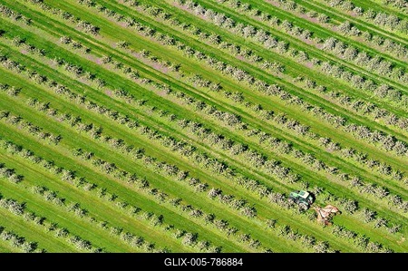 Tractor doing field work while driving through a fruit plantation in Mecklenburg Western Pomerania, Prizier, Prizier, Mecklenburg-Western Pomerania, Germany-stock-foto