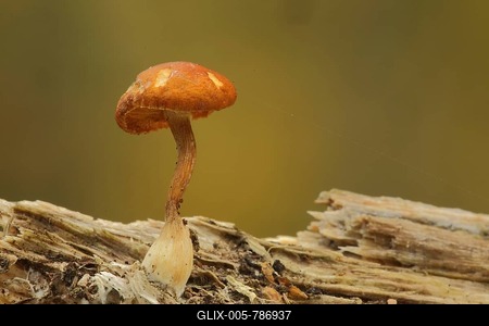 Young orange fox roughhead (Cortinarius orellanus) on deadwood, curved, bulbous, wood, rotten, small, young, monochrome, brown, lamellae, orange fox hemlock, hemlocks, roughheads, Raukopf, Cortinarius, Leprocybe, Schleierlingsartige, Cortinariaceae, Blattpilze (Agaricales), Leaf fungus, Stand fungus, Mushroom, Engenhahn, Niedernhausen, Taunus, Hesse, Germany-stock-foto