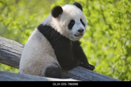 Young Panda (Ailuropoda melanoleuca) named Fu Long, Schoenbrunn Zoo, Vienna, Austria, Europe-stock-foto