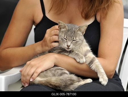Young grey tabby cat enjoying being stroked-stock-foto