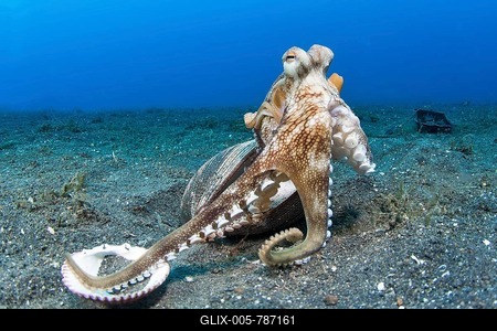 Coconut octopus (Octopus marginatus) with empty shell as shelter, Lembeh Strait, Indonesia-stock-foto
