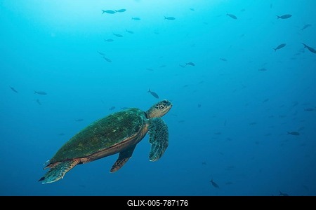 Green turtle (Chelonia mydas), Cocos Island, Costa Rica-stock-foto