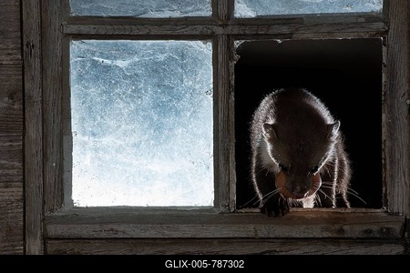 Beech marten (Martes foina) with chicken egg at the window of a barn, at night, Rhineland-Palatinate, Germany-stock-foto