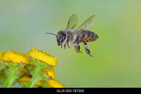 European honey bee (Apis mellifera) bee in flight, over flowers of tansy (Tanacetum vulgare), highspeed nature photo, flight photo, wildlife, insects, Siegerland, North Rhine-Westphalia, Germany-stock-foto