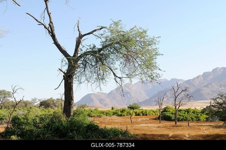 Shrubland, Brandberg mountain at the back, Damaraland, Namibia, Africa-stock-foto