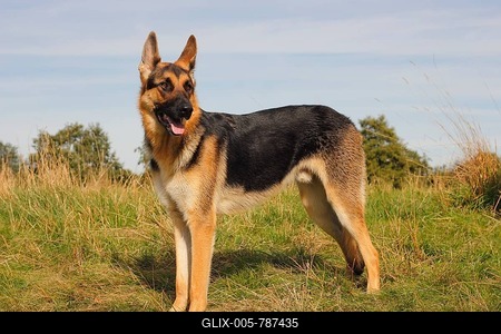German Shepherd, mixed breed-stock-foto