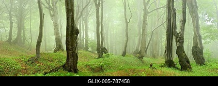 Mysterious forest in the fog, bizarrely deformed beeches, Ore Mountains, Czech Republic-stock-foto