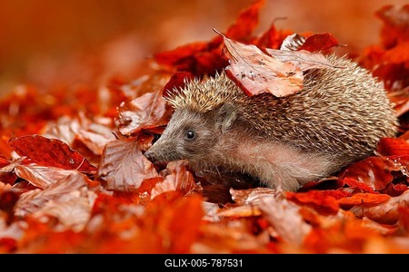 European Hedgehog, Erinaceus europaeus, on a green moss at the forest, photo with wide angle. Hedgehog in dark wood, autumn image. Cute funny animal with snipes. Autumn orange leaves with hedgehog-stock-foto