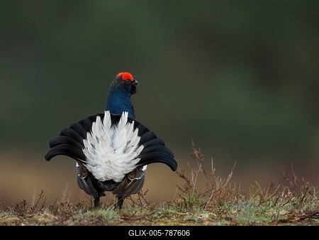 Black Grouse (Lyrurus tetrix, Tetrao tetrix) during courtship, Lüneburg Heath, Lower Saxony, Germany-stock-foto