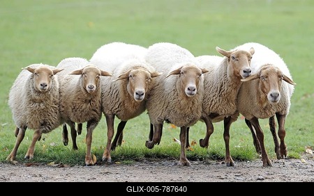 Mob of Coburg Fox Sheep (Ovis gmelini aries)-stock-foto