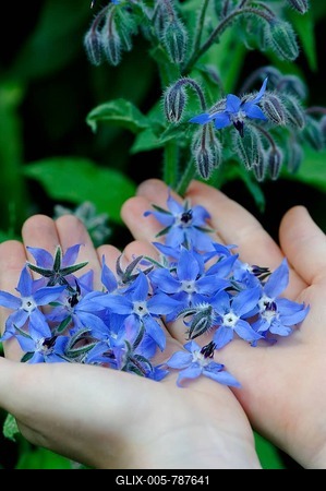 Starflower or Borage (Borago officinalis), harvested borage flowers, hand-picked edible flowers, herb salad, herbs, herbal cuisine, specialty-stock-foto