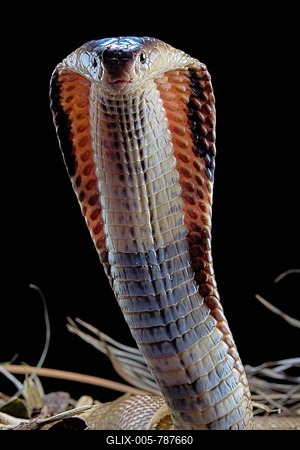 Monocled cobra (Naja kaouthia), animal portrait, captive, Asia-stock-foto