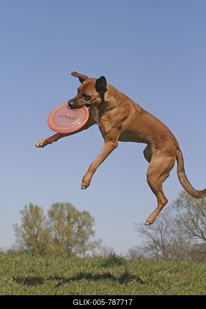 Malinois hybrid catching a frisbee in mid-air-stock-foto
