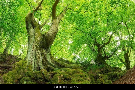 Gnarled old beech trees with moss-covered roots, Kellerwald-Edersee National Park, Bad Wildungen, Hesse, Germany-stock-foto