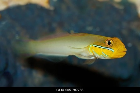 Sleeper Gold Head Goby (Valenciennea strigata), native to the tropical Indo-Pacific Ocean, captive, North Rhine-Westphalia, Germany-stock-foto