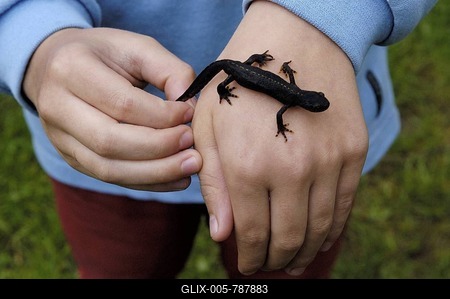 Alpine Newt (Triturus alpestris) walking over a child's hands-stock-foto