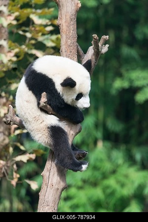 Giant Panda (Ailuropoda melanoleuca), two years, climbing tree, China Conservation and Research Centre for the Giant Panda, Chengdu, Sichuan, China-stock-foto