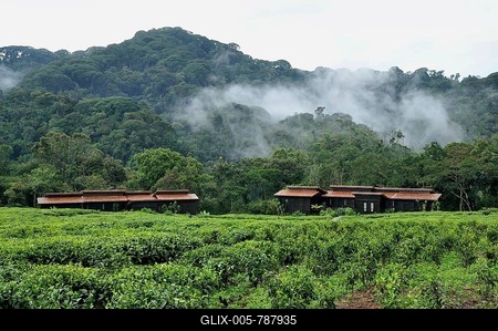 Chalets of the Nyungwe Forest Lodge, Nyungwe National Park, Rwanda, Africa-stock-foto