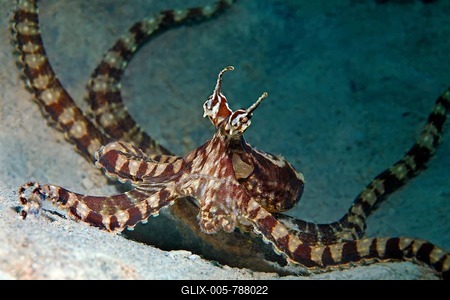 Wonderpus octopus (Wonderpus photogenicus), Bunaken National Park, Sulawesi, Celebes Sea, Indian Ocean, Indonesia-stock-foto