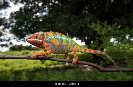 Panther chameleon (Furcifer pardalis), male, Northwest Madagascar, Madagascar-stock-foto
