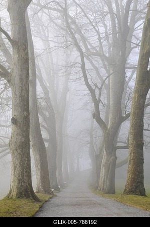 Plane Trees (Platanus) in fog on the island of Mainau, Konstanz district, Baden-Wuerttemberg, Germany, Europe-stock-foto