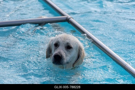 Golden Retriever in the open-air swimming pool, dog swimming day, Magdeburg, Saxony-Anhalt, Germany-stock-foto