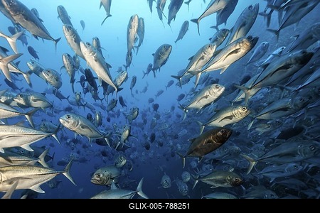 Shoal of Bigeye trevallies (Caranx Sexfasciatus), frontal, blue water, Cocos Island, Costa Rica, Central America, Pacific-stock-foto