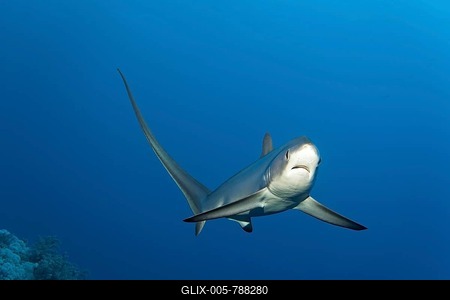 Common thresher  (Alopias vulpinus), swimming over coral reef, endangered, Brother Islands, El Akhawein, Red Sea, Egypt-stock-foto