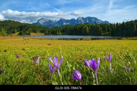 View of the Karwendel Mountains near Mittenwald, in the foreground Lake Gerold and flowering meadow saffron (Colchicum autumnale), Bavaria, Germany-stock-foto