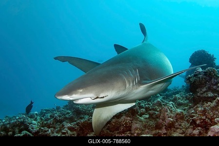 Sicklefin lemon shark (Negaprion acutidens) swimming over coral reef, fishhook in mouth, Great Barrier Reef, Queensland, Cairns, Pacific Ocean, Australia-stock-foto