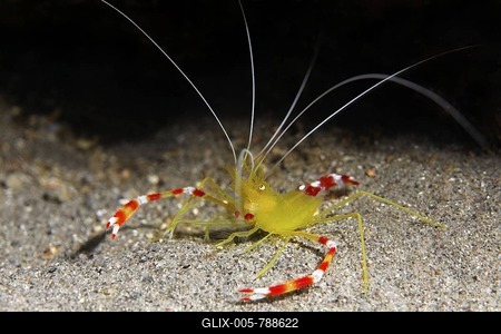 Golden Coral Shrimp or Caribbean Boxing Shrimp (Stenopus scutellatus), cleaning shrimp, on sandy bottom, Saint Lucia, St. Lucia Island, Windward Islands, Lesser Antilles, Caribbean, Caribbean Sea-stock-foto