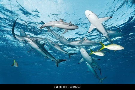 Shoal of silky sharks (Carcharhinus falciformis) swimming just below the ocean's surface, Republic of Cuba, Caribbean, Caribbean Sea, Central America-stock-foto