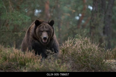 Direct eye contact... European brown bear (Ursus (genus), adult, particularly strong animal, encounter in the forest, bear in aggressive defence posture, defensive posture, attack posture, native nature, Central Europe-stock-foto