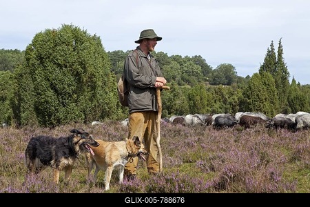 Shepherd with sheep dogs and a flock of Heidschnucke moorland sheep in Steingrund near Wilsede, Lueneburg Heath, Lower Saxony, Germany, Europe-stock-foto