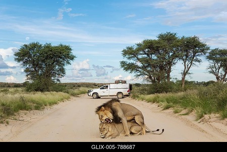Lions (Panthera leo), mating animal pair on a road, at back a tourist vehicle on a game drive, rainy season. green surroundings, Kalahari Desert, Kgalagadi Transfrontier Park, South Africa-stock-foto