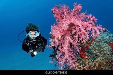 Diver is looking at large Klunzinger's Soft Coral (Dendronephthya klunzingeri), red, Great Barrier Reef, UNESCO, World Natural Heritage, Queensland, Cairns, Australia, Pacific Ocean-stock-foto