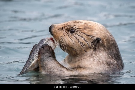 Sea otter (Enhydra lutris) eats captured fish, animal portrait in water, Seward, Alaska, USA-stock-foto