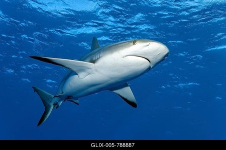 Caribbean reef shark (Carcharhinus perezi), swimming in the open sea, Jardines de la Reina, Caribbean Sea, Republic of Cuba, Caribbean Sea-stock-foto