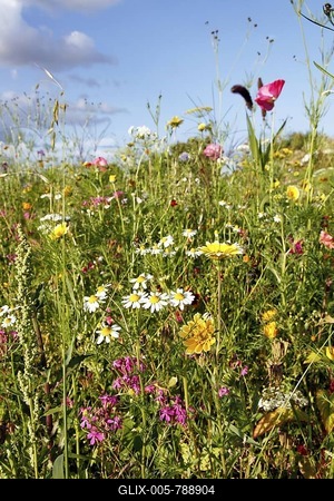 Meadow with many wild flowers in full bloom-stock-foto