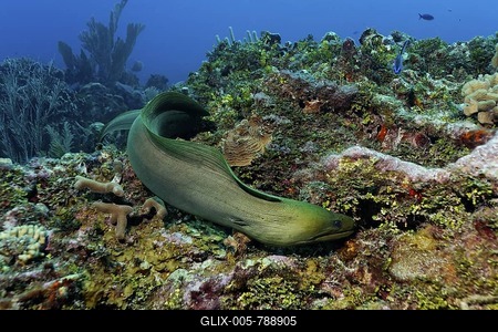 Green Moray (Gymnothorax funebris), an eel, searching every crevice in a coral reef for prey, also Halimeda Algae (Halimeda sp.), barrier reef, San Pedro, Ambergris Cay Island, Belize, Central America, Caribbean-stock-foto