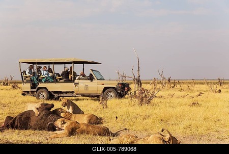 Lion (Panthera leo), females and subadult cubs feeding on a Cape Buffalo (Syncerus caffer caffer), next to a tourist vehicle on safari, Savuti, Chobe National Park, Botswana-stock-foto