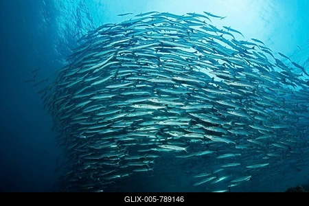 Large shoal of Blackfin or Blacktail Barracudas (Sphyraena qenie) swimming in open water, Great Barrier Reef, UNESCO World Heritage Site, Queensland, Cairns, Australia, Pacific Ocean-stock-foto