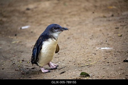 Little penguin (Eudyptula minor), Kangaroo Island, South Australia, Australia-stock-foto