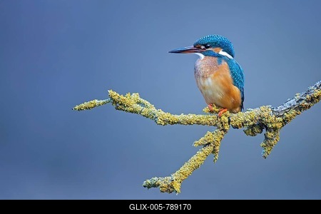 Common kingfisher (Alcedo atthis) females, Middle Elbe Biosphere Reserve, Saxony-Anhalt, Germany-stock-foto