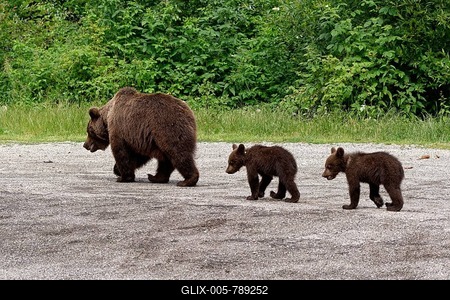Brown bears at the Transfagara, the Transfogaras High Road in the Fagaras Mountains, also Fogaras Mountains, in the mountain group of the Southern Carpathians. Female bear with cubs. Arges, Romania, South-Eastern Europe-stock-foto